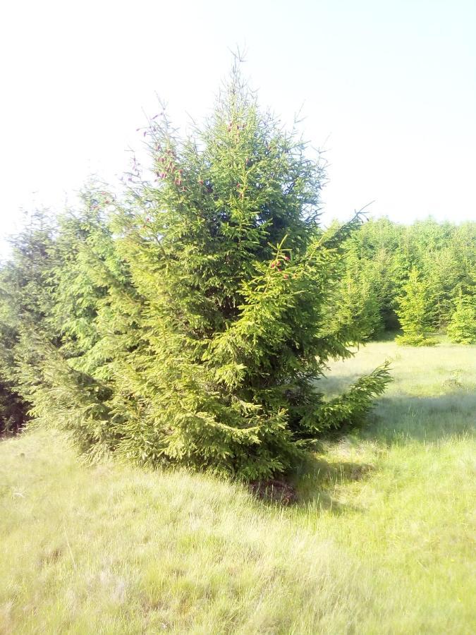 Sadyba U Vani Volovets Exterior foto